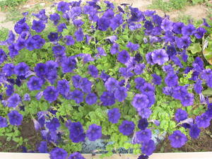 IMG_1882.thumb.JPG.a9429c1b3f1cd6ab66989c7193db6328.JPG