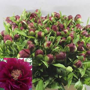 PEONY-RED-GLORY-55cm.jpg