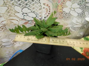 image.thumb.jpeg.83ac945ed28bd63cf696faf617438622.jpeg