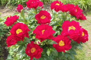 image.thumb.png.b014ff63cd9f8182fb12d87e51f67ea2.png
