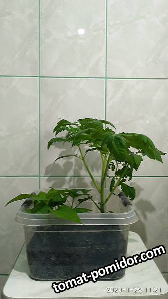 IMG_20200128_112119.jpg