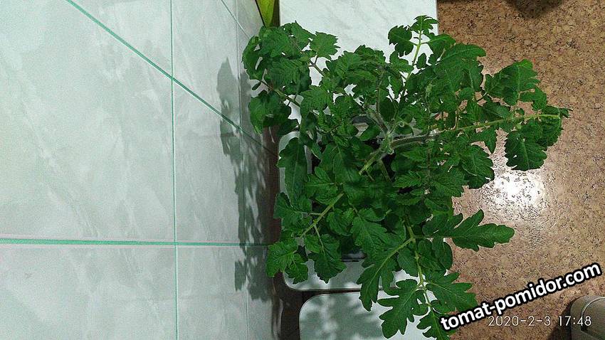 IMG_20200203_174810_BURST2.jpg