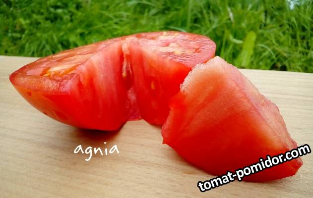 Neve's Azorean Red