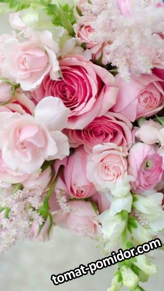 large.bdec7f7f5f23912fee833cf18814eb9a--pink-flowers-pink-roses.jpg.e8428982e30f1afbc8d05d7a318c1d0a.jpg