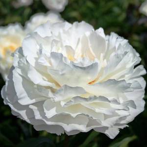 paeonia-gardenia-piwonia-chinska.jpg