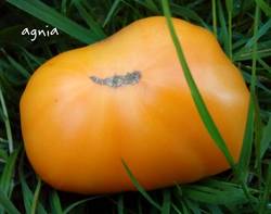 Amana Orange