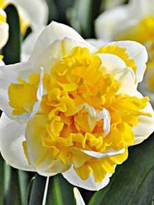 д-р витевеен.jpg