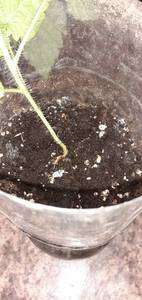 Самохвал 1.jpg