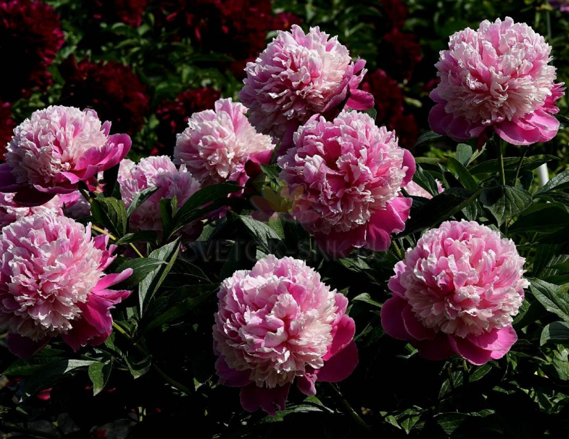 пион PINK DERBY, пион Пинк Дерби, купитьпион Пинк Дерби