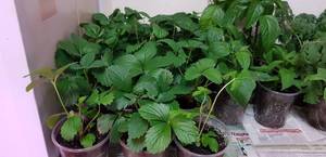 Купчиха рассада.jpg