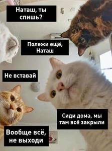 коты.jpg