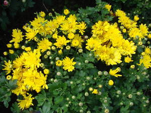 DSC01952.JPG