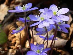 Hepatica15.01_1.jpg