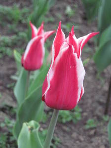 IMG_2801.JPG