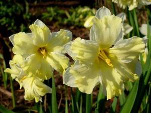 NarcissusCassata-1.jpg