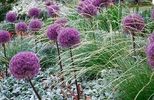 allium-foto.jpg