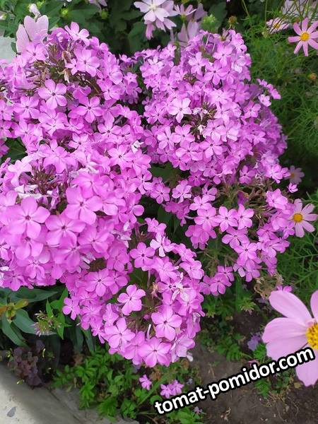 IMG_20190721_1703057