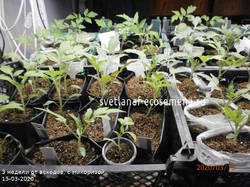 томаты с микоризой 15-03-2020