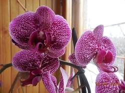 Моя новая орхидея