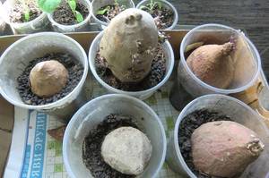 CIMG3524.thumb.JPG.ce5ade643d9fe8015bea4e57a21077a7.JPG
