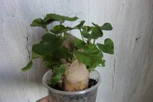 CIMG3550.thumb.JPG.81a4a2c082a0101d6be74b59b1e1dab6.JPG