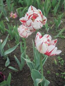 IMG_0904.JPG