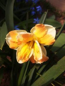 IMG_20200411_110102.thumb.jpg.a82560d21f23aa7cc8b62c25cfbbadf6.jpg