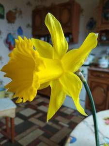 IMG_20200417_063045.jpg
