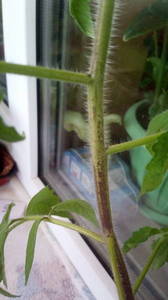 IMG_20200425_175944.jpg
