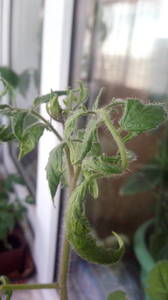 IMG_20200425_175952.jpg