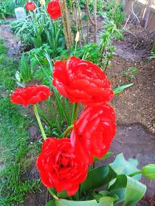 IMG_20200430_173623.thumb.jpg.7ee4dc686a90471b86a351793765d3fa.jpg