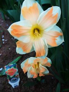 IMG_20200430_185907.thumb.jpg.aef312147c9dcb38a85f1da5b579da10.jpg