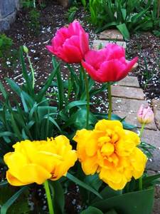 IMG_20200430_195651.thumb.jpg.f4e6cdf85adb3d75c623063e6513014e.jpg