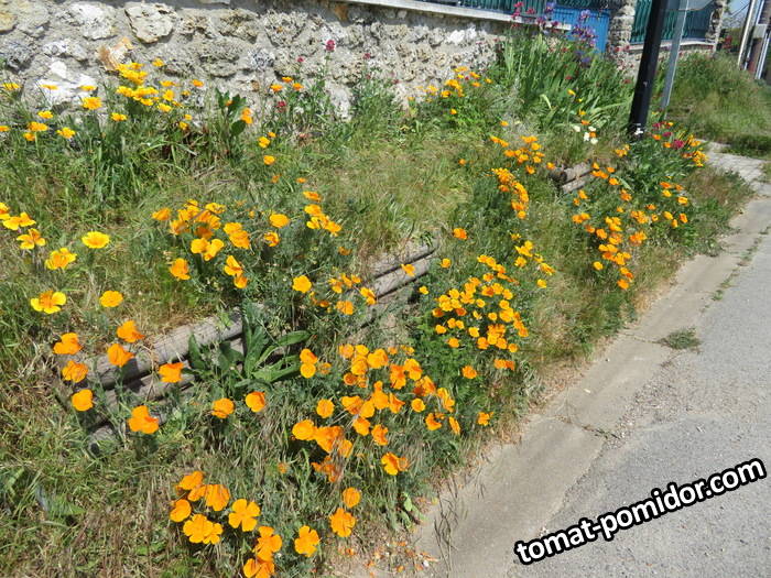 lfleurs_isa-1.JPG