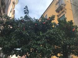 IMG_5379с.JPG
