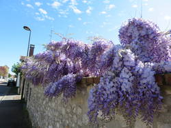 glycine2.jpg