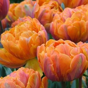 09-08-39-Tulipa-Orange-Princess-1.thumb.jpg.4ac32e764f691acbcdb98f3e4499f9e5.jpg