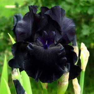 Ирис-германский-Блэк-Найт.jpg