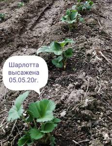 Шарлотта высажена 05.05.20г.jpg