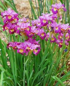 Ирис сибирский Miss Apple.jpg