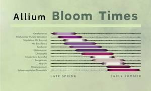 AlliumBloomTimes.thumb.jpg.a994b3ea4f90833bece9c767b2324ae8.jpg