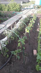 IMG-20200524-WA0008.thumb.jpeg.fe5cc4eb8f8f8b64afc71f26f15e1351.jpeg
