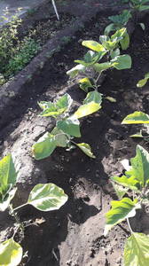 IMG-20200527-WA0007.thumb.jpeg.b454044a86bed3dadc469a27b84e8cf4.jpeg