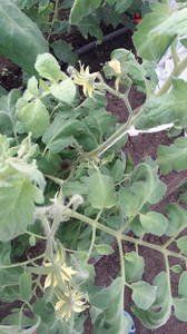 IMG-20200528-WA0000.thumb.jpeg.d1491e6f938b3bc12456c191b3f9488c.jpeg