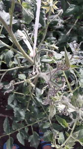 IMG-20200528-WA0008.thumb.jpeg.18a65f24a38e88642926656407e70e6c.jpeg