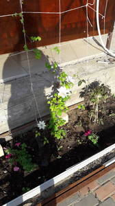 IMG-20200528-WA0010.thumb.jpeg.8735e72237f61ec3667e80cfc318a5d9.jpeg