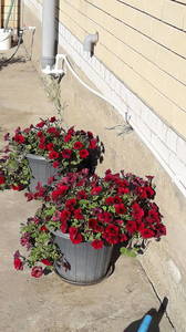 IMG-20200530-WA0010.thumb.jpeg.9af85d20f0925ed6450d62b4ac82ec29.jpeg