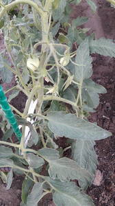 IMG-20200531-WA0000.thumb.jpeg.b6e71b1d7837226f3da08f3ac33839db.jpeg