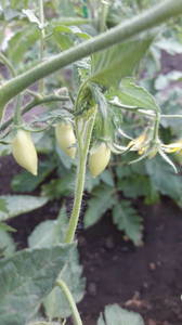 IMG-20200531-WA0004.thumb.jpeg.98eba8914b732b883bd8a42bad30524a.jpeg