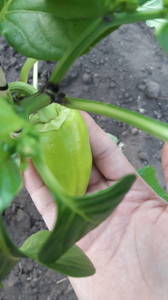 IMG-20200531-WA0008.thumb.jpeg.9cebba12d56a6fc63da356d7fa8e2553.jpeg